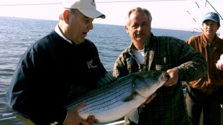 Chesapeake Bay Trophy Rockfish 2 #28