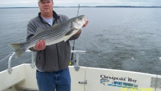 Chesapeake Bay Trophy Rockfish 4 #76