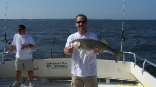 Chesapeake Bay Nice Rockfish #21