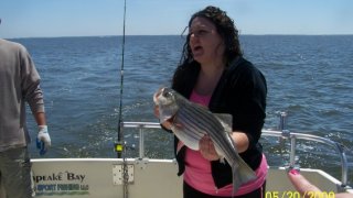 Chesapeake Bay Nice Rockfish 2 #38