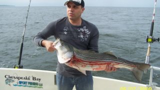 Chesapeake Bay Trophy Rockfish 3 #11