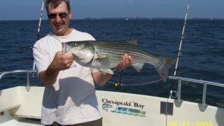 Chesapeake Bay Nice Rockfish #20