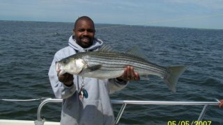 Chesapeake Bay Nice Rockfish #26