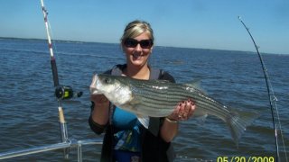 Chesapeake Bay Nice Rockfish 2 #35