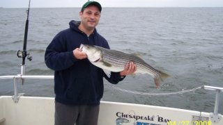Chesapeake Bay Nice Rockfish #10