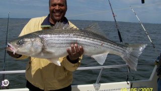 Chesapeake Bay Trophy Rockfish 2 #19
