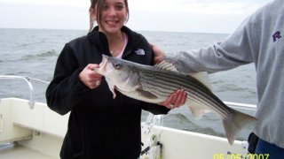 Chesapeake Bay Nice Rockfish #27