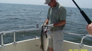 Chesapeake Bay Nice Rockfish #14
