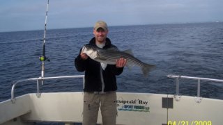 Chesapeake Bay Nice Rockfish 3 #3