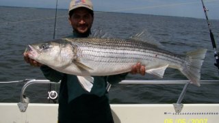 Chesapeake Bay Trophy Rockfish 2 #20