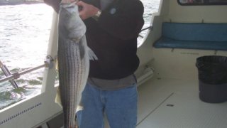 Chesapeake Bay Nice Rockfish #3