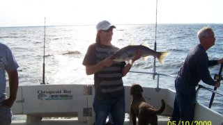 Chesapeake Bay Nice Rockfish 2 #25