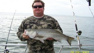 Chesapeake Bay Nice Rockfish #25