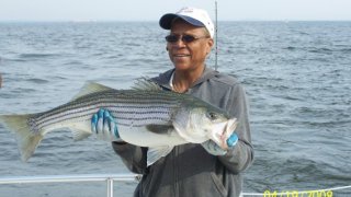 Chesapeake Bay Nice Rockfish 2 #14