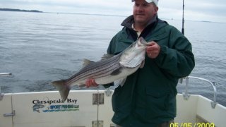 Chesapeake Bay Nice Rockfish 3 #31