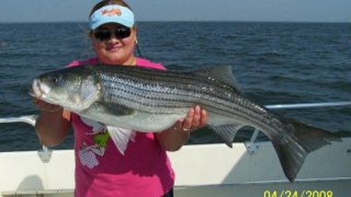 Chesapeake Bay Trophy Rockfish #17