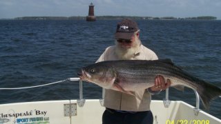 Chesapeake Bay Trophy Rockfish #10
