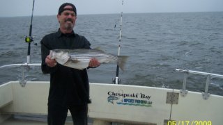 Chesapeake Bay Nice Rockfish 2 #31