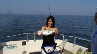 Chesapeake Bay Nice Rockfish 2 #9