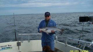 Chesapeake Bay Nice Rockfish 3 #26