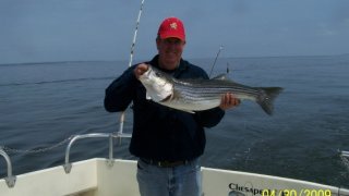 Chesapeake Bay Nice Rockfish 3 #24