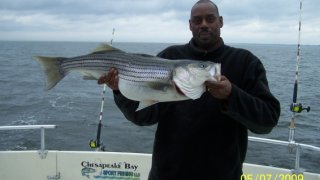 Chesapeake Bay Trophy Rockfish 3 #13