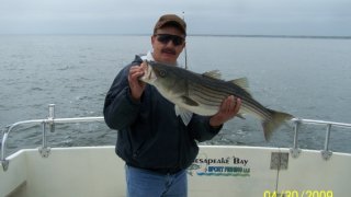Chesapeake Bay Trophy Rockfish 4 #60