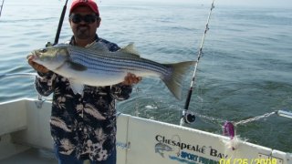 Chesapeake Bay Trophy Rockfish #27