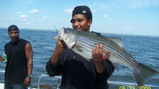 Chesapeake Bay Nice Rockfish #18