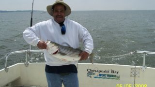 Chesapeake Bay Nice Rockfish #16