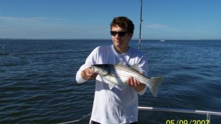Chesapeake Bay Nice Rockfish #30
