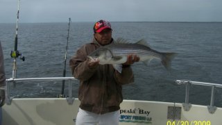 Chesapeake Bay Nice Rockfish 3 #22