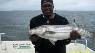 Chesapeake Bay Trophy Rockfish 3 #12