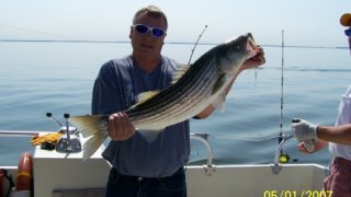 Chesapeake Bay Trophy Rockfish 3 #31