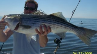 Chesapeake Bay Trophy Rockfish 4 #18