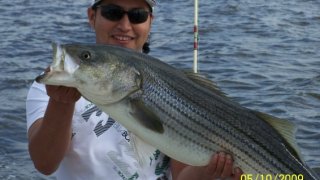 Chesapeake Bay Trophy Rockfish 3 #16