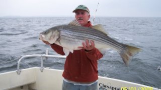 Chesapeake Bay Trophy Rockfish 4 #69