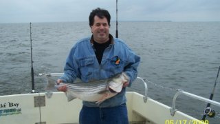 Chesapeake Bay Nice Rockfish 2 #32
