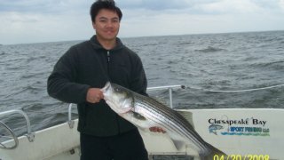 Chesapeake Bay Trophy Rockfish #5