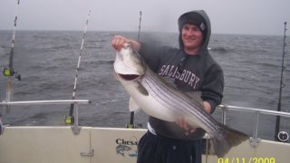 Chesapeake Bay Trophy Rockfish 4 #4