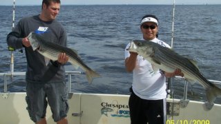 Chesapeake Bay Nice Rockfish 2 #21