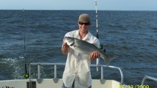 Chesapeake Bay Nice Rockfish 3 #36