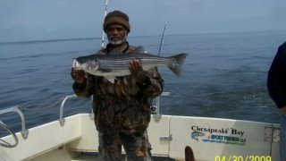 Chesapeake Bay Nice Rockfish 3 #23