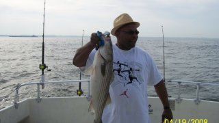 Chesapeake Bay Nice Rockfish 2 #16