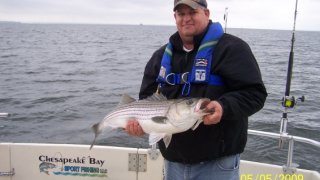 Chesapeake Bay Trophy Rockfish 4 #75