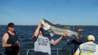 Chesapeake Bay Trophy Rockfish 3 #20