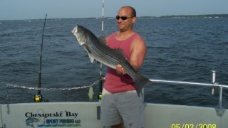 Chesapeake Bay Trophy Rockfish 3 #5