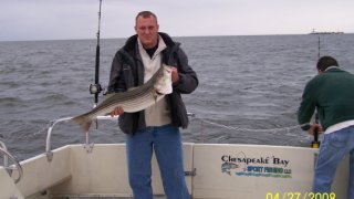 Chesapeake Bay Nice Rockfish #11