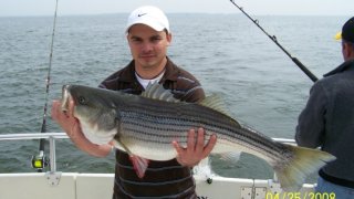 Chesapeake Bay Trophy Rockfish #26