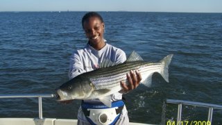 Chesapeake Bay Trophy Rockfish 4 #22
